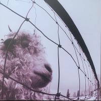 Pearl Jam – Vs. (LP, Album, RE, RM, Repress, Clear, 30th Anniversary)