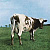 Pink Floyd - Atom Heart Mother (180g, Re-Issue, Gatefold)