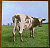 Pink Floyd - Atom Heart Mother (LP, Album, RP, Gat)